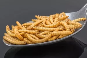 Rješenja za spašavanje svijeta: Bioekonomija nas želi nahraniti kukcima i bakterijama