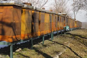 Uloga pčela u ekosustavu je nezamjenjiva