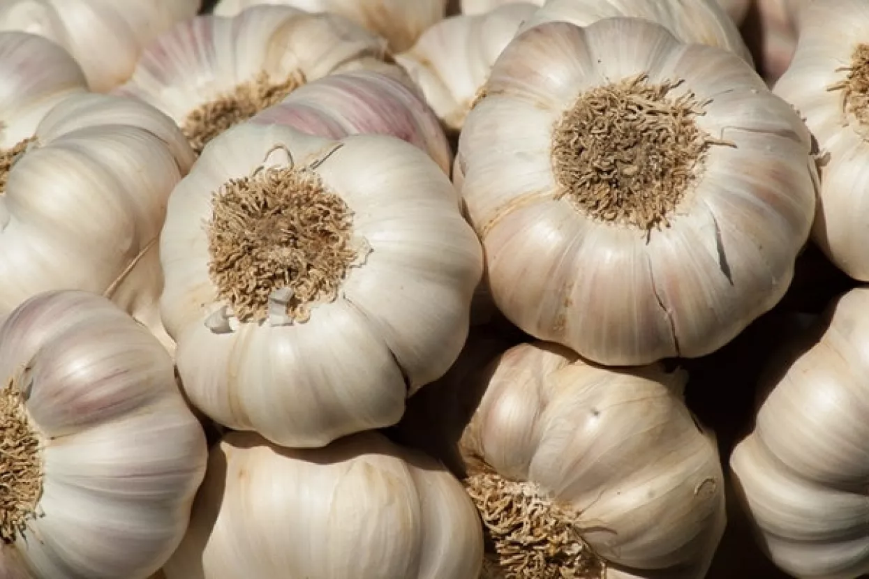 Svi američki poljoprivrednici pate zbog trgovinskog rata osim uzgajivača ove kulture