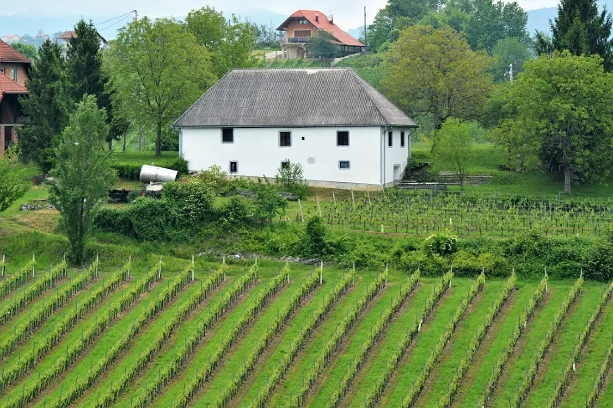 FOTO: U Vrhovcu posađeno 50 trsova novootkrivenih i autohtonih sorti vinove loze