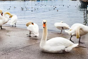 Lista konkurentnosti: Hrvatsku može spasiti samo crni labud sa Ženevskog jezera