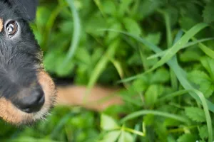 Udomite nas: Dumovec puca po šavovima sa 160 pasa, a svakoga dana dolaze novi