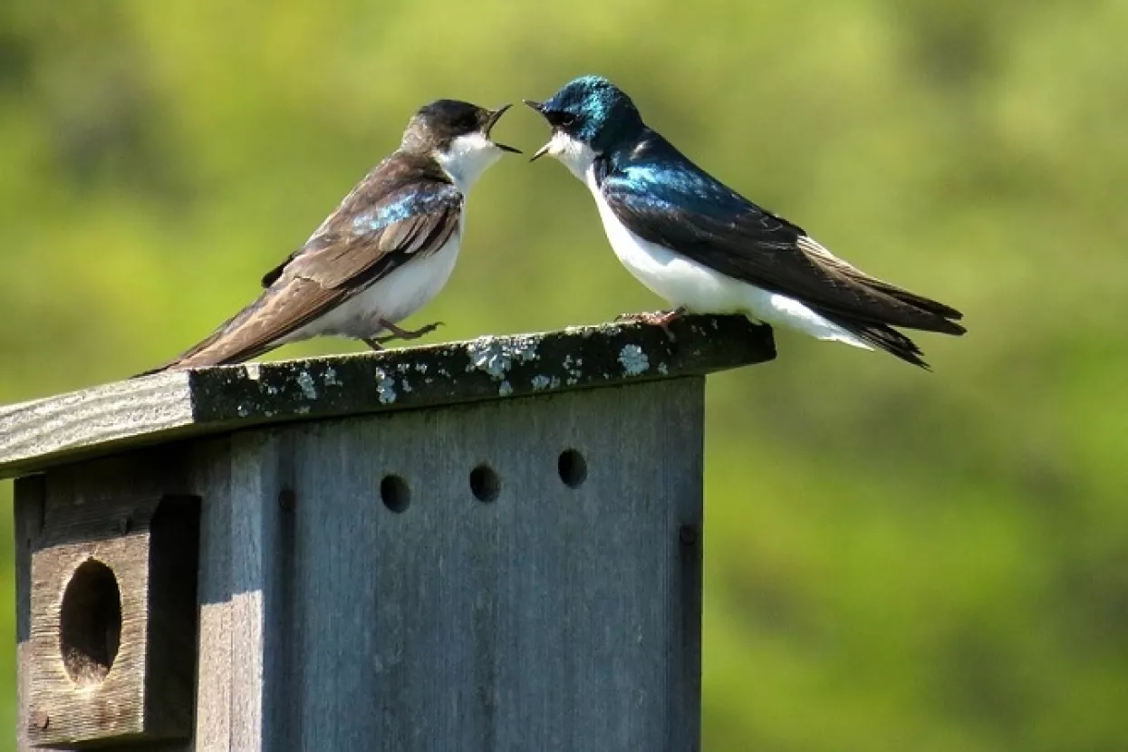 &Scaron;KOLICA KOMUNICIRANJA: Nitko nije u krivu, samo koristi drugačiji REP sustav