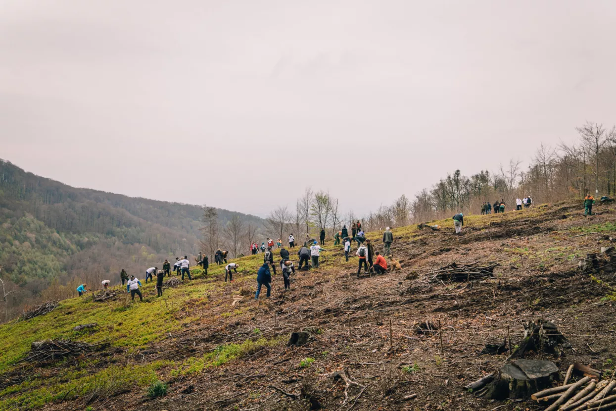 JYSK pokrenuo drugu fazu projekta „Ne štedi na šumi!“ za pošumljavanje Dalmacije