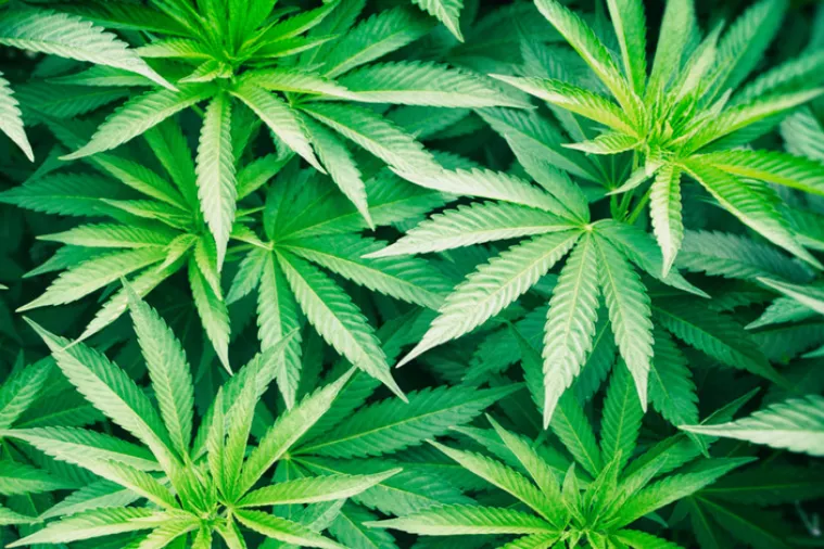 [VIDEO] SDP poručio: Legalizacija konoplje je spas za gospodarstvo i turizam