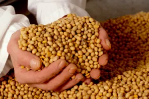 Centar za preradu soje u Drenovcima ipak će se graditi