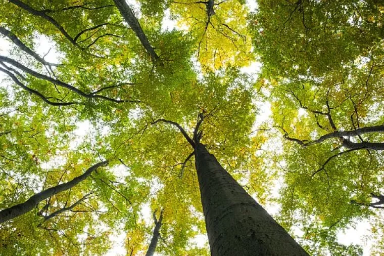 Edis Felić: Nije &scaron;uma svaka skupina drveća, ali zakon ne kaže &scaron;to je &scaron;uma