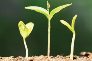 Miodrag Šajatović: Teško je složiti se s Plenkovićem da imamo zdrav rast