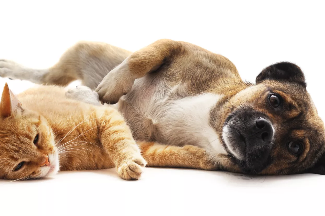 Ovako izgleda potro&scaron;ačka ko&scaron;arica za pse i mačke&nbsp;