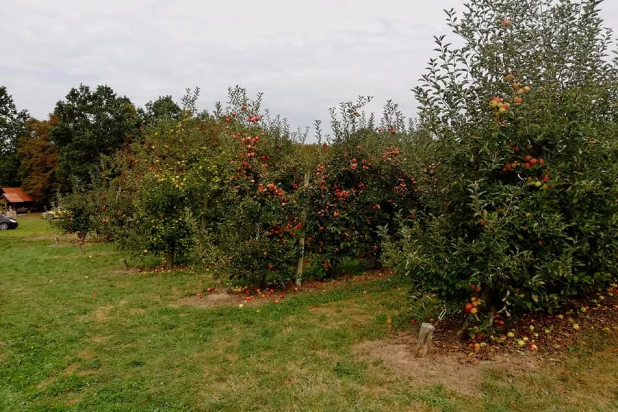 OPG Dorotić - Povrat uloženoga novca u nasad borovnice bit će za pet-šest godina