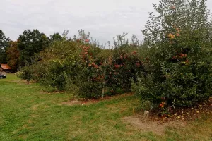 OPG Dorotić - Povrat uloženoga novca u nasad borovnice bit će za pet-šest godina