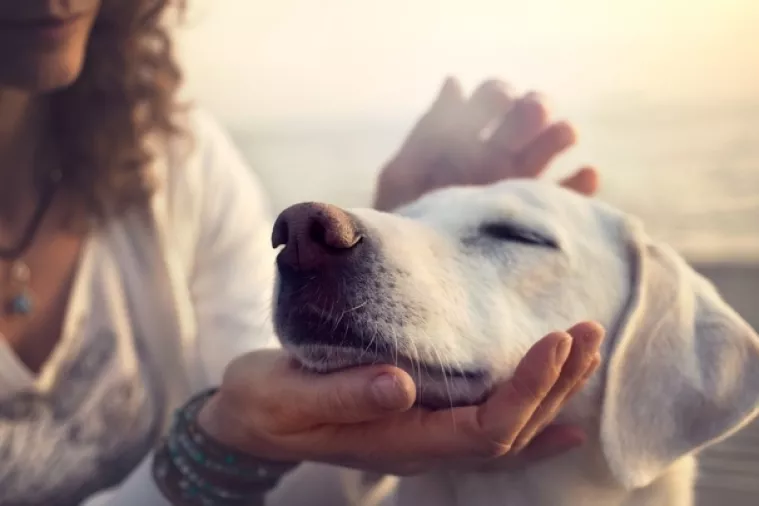 Goran Litvan:&nbsp;Krađa pseće hrane iz azila &ndash; dno dna