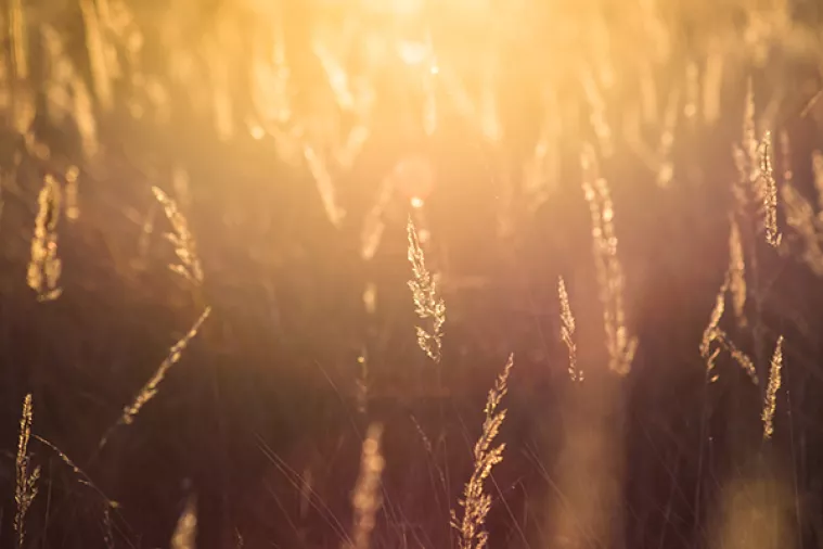 Svjetske burze žitarica nisu reagirale na koronavirus kao ostala trži&scaron;ta i burze