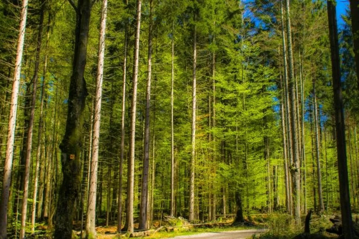 EU strategija bioraznolikosti privatne šumovlasnike dovodi do gubitka 600 milijuna eura