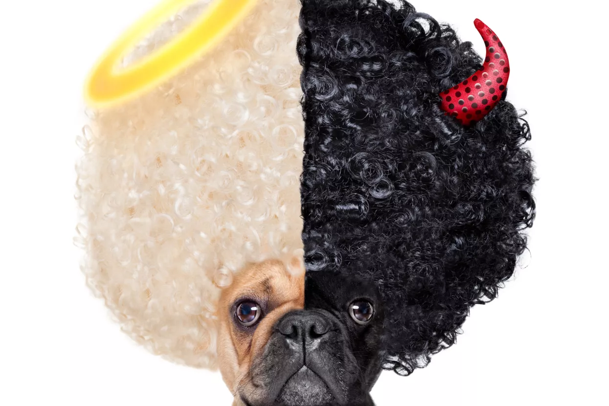 INFODEMIJA (EPIDEMIJA INFORMACIJA) RAZARA: Te&scaron;ka vremena za čupanje istina iz laži