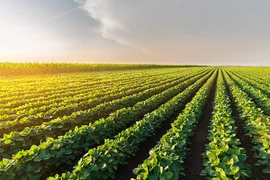 Svjetsko tržište - blagdani stabilizirali cijene