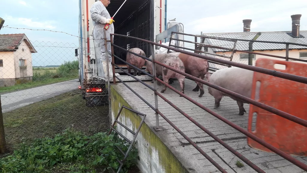 Brojimo šlepere: Iz tvrtke Žito svaki tjedan 21 kamion kreće prema inozemnim tržištima