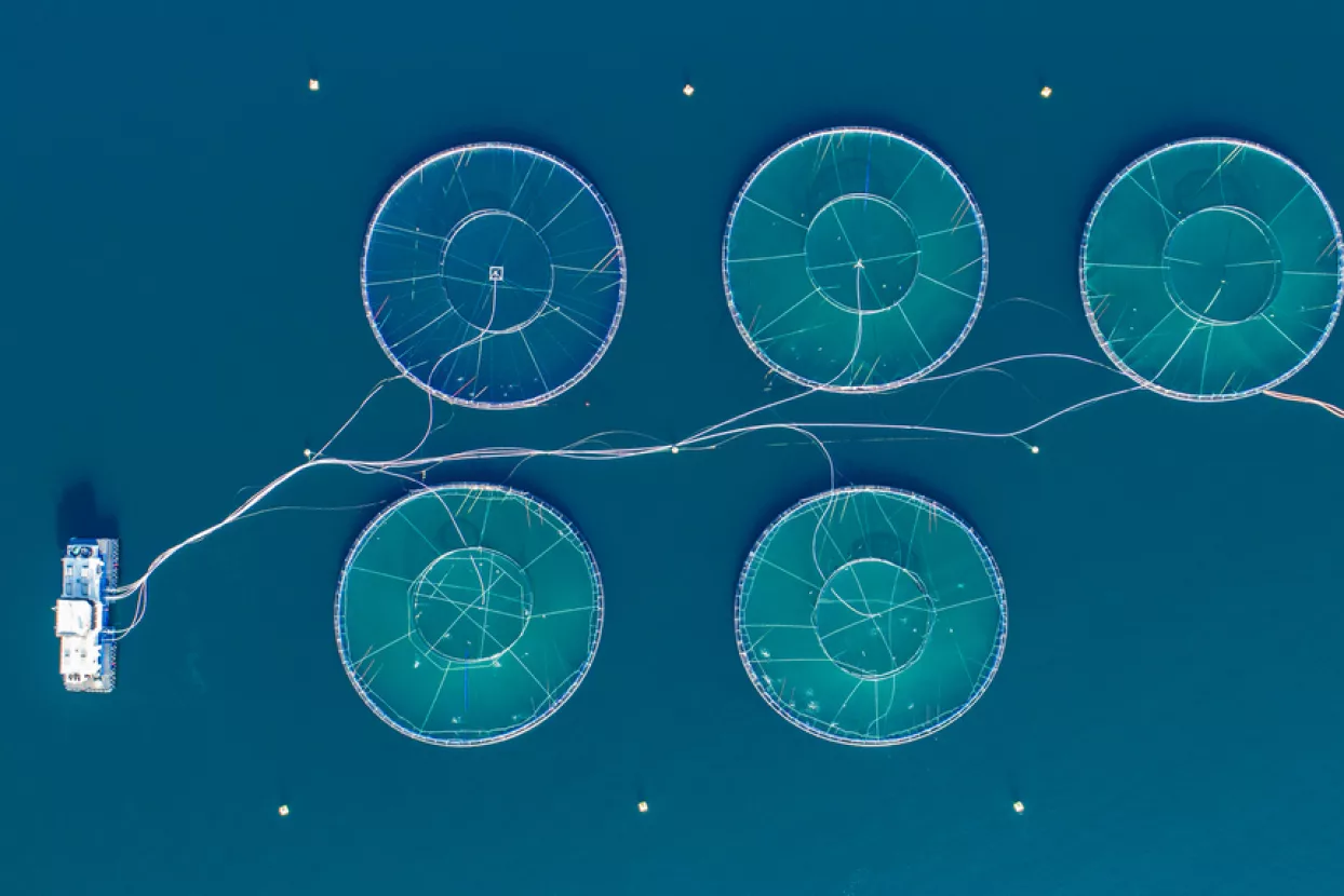 Infografika: Polovica svjetske ribe za konzumaciju potječe iz uzgajališta