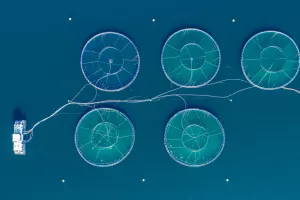 Infografika: Polovica svjetske ribe za konzumaciju potječe iz uzgajališta