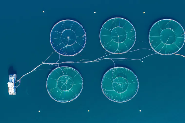 Infografika: Polovica svjetske ribe za konzumaciju potječe iz uzgajališta