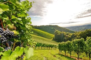 Infografika: Najveći izvoznici vina &ndash; Francuska uprihodi 11 milijardi dolara od izvoza, Hrvatska 18 milijuna