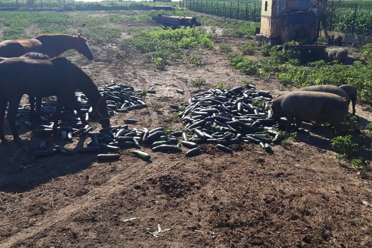 POLJOPRIVREDNA STRATEGIJA: Proizvođači prisiljeni uništavati tikvice i lubenice