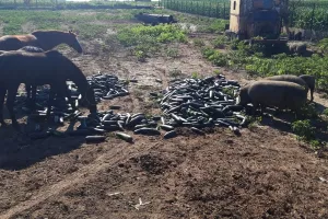 POLJOPRIVREDNA STRATEGIJA: Proizvođači prisiljeni uništavati tikvice i lubenice