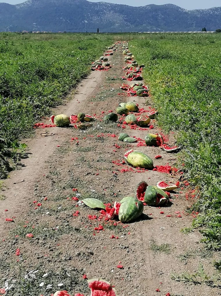 POLJOPRIVREDNA STRATEGIJA: Proizvođači prisiljeni uništavati tikvice i lubenice