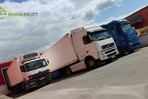 Brojimo šlepere (14): ENNA Fruit od početka godine izvezla 640 šlepera robe, u zadnja dva mjeseca više od 250