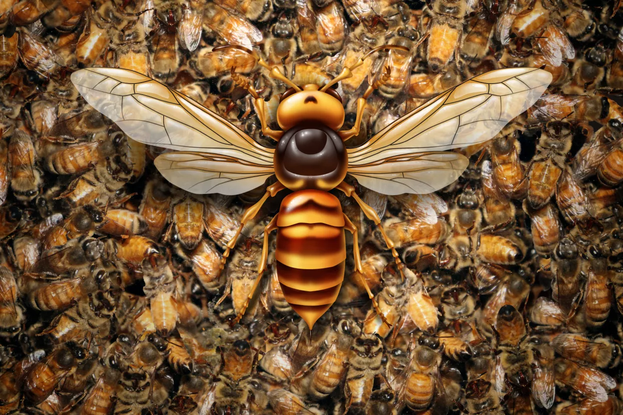 U Hrvatskoj, kao i na razinu EU postoji nadzor štetnih organizama koji stručnjaci nazivaju &#39;posebni nadzor&#39;