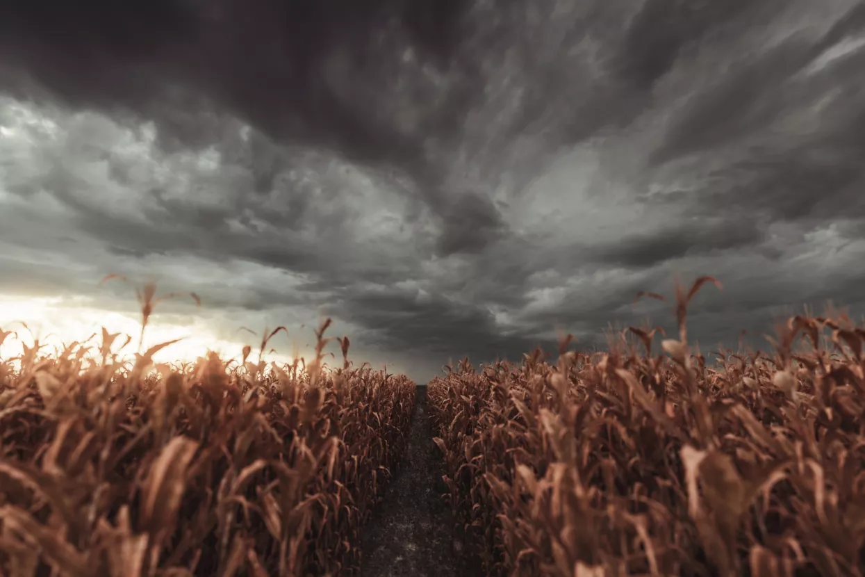 Vremenska prognoza lansirala cijene žitarica u nebo