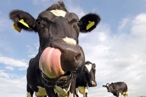 Govedarstvo pred kolapsom, ministrica Vučković obećala 60 milijuna kuna pomoći