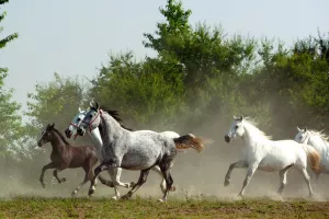 Hrvatska tradicija sa srcem: Google i HTZ omogućuju online uvid u nematerijalnu baštinu Hrvatske