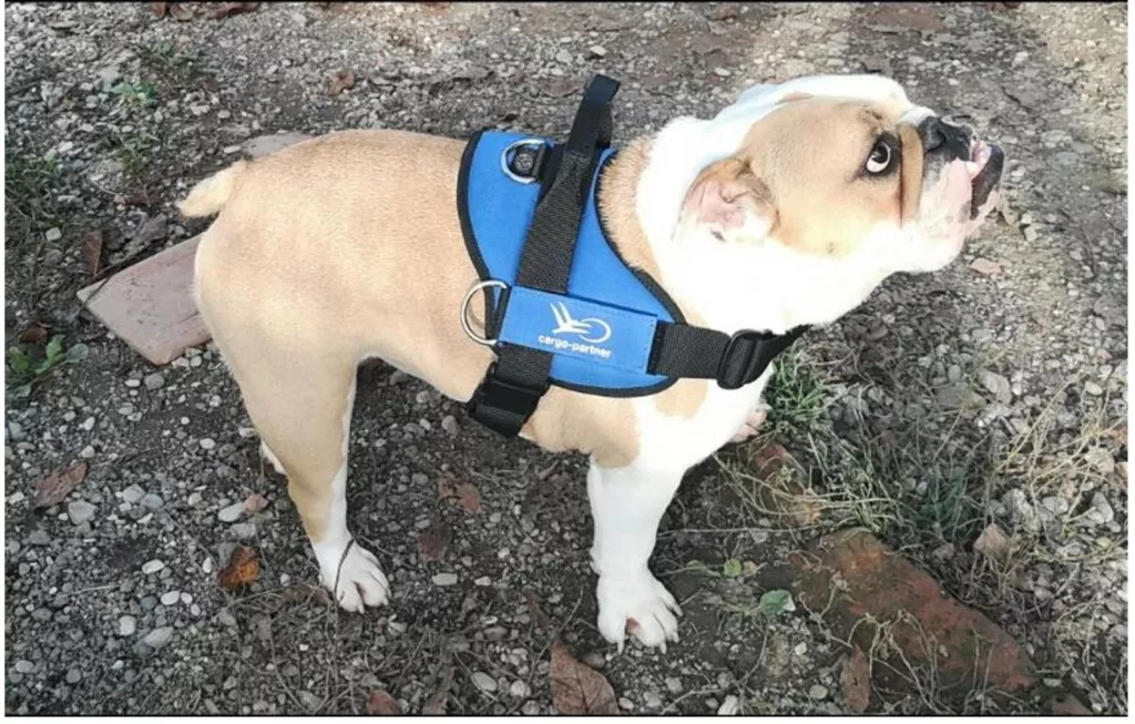 cargo-partner &ndash; stručnost i savjeti u međunarodnom prijevozu životinja i kućnih ljubimaca