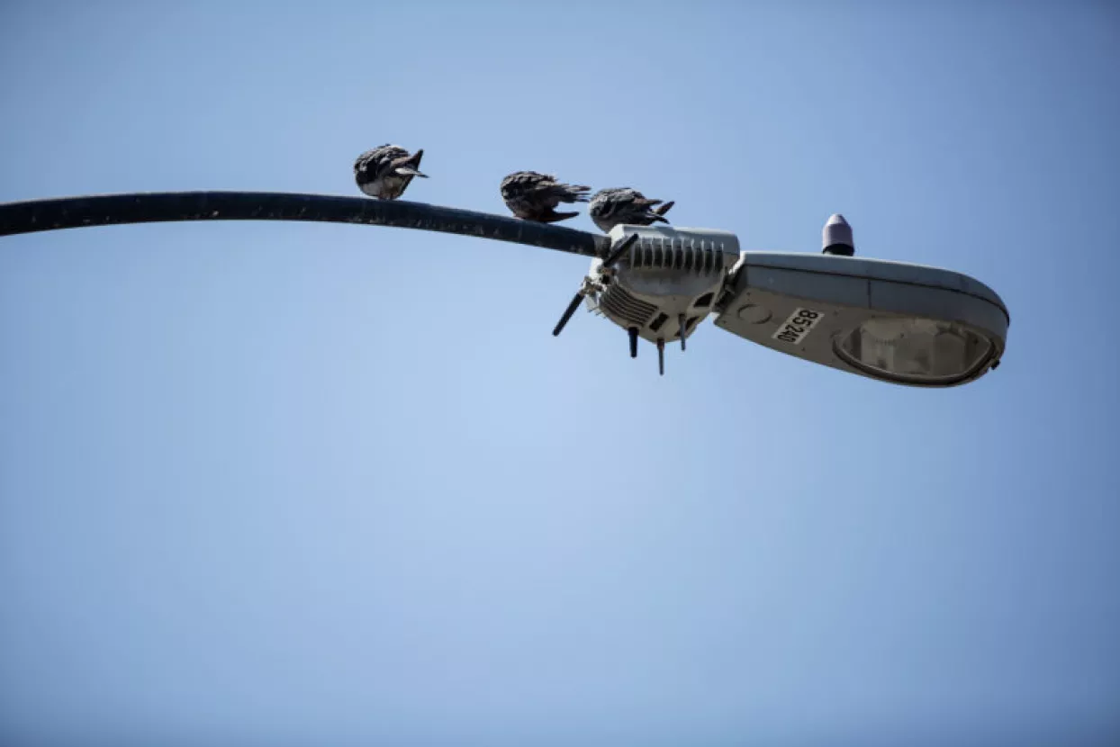 Gase se najmoćniji svjetski senzori na gradskoj rasvjeti