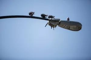 Gase se najmoćniji svjetski senzori na gradskoj rasvjeti