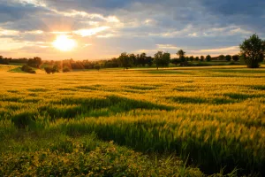 Otvoreni natječaji vrijedni 300 milijuna kuna za ruralni razvoj