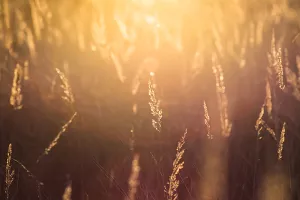 Cijene uljarica, žitarica i sojine sačme i dalje rastu