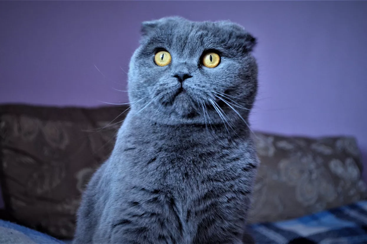 Vanja Figenwald: Jel&#39; vi to mene zajebavate?