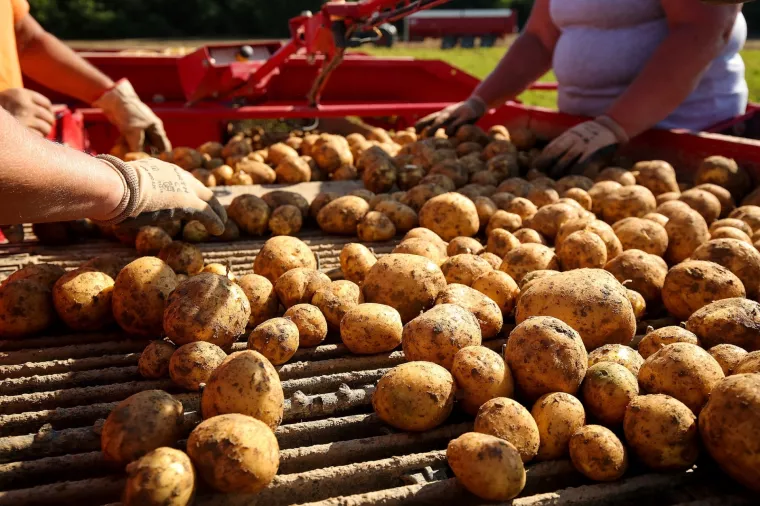 Isplata prve rate potpora poljoprivrednicima 17. veljače