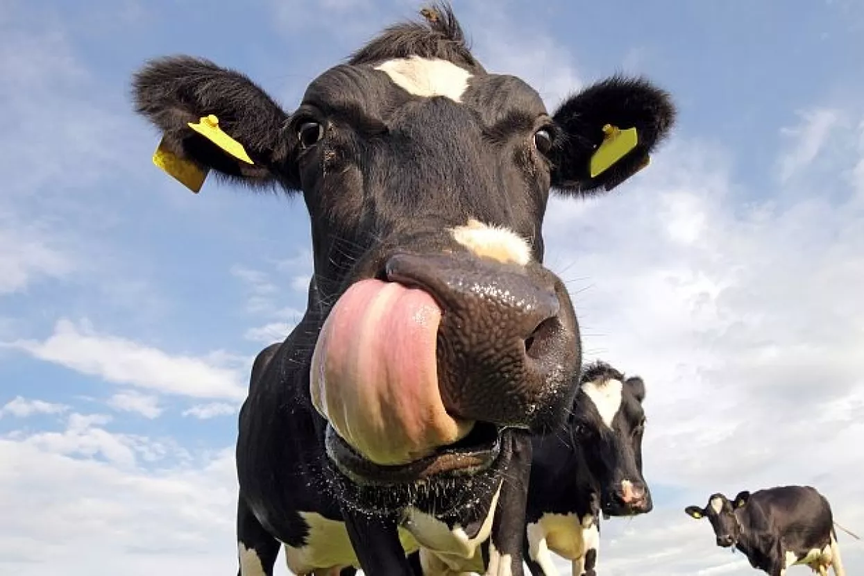 Nova pravila za poljoprivredne poticaje