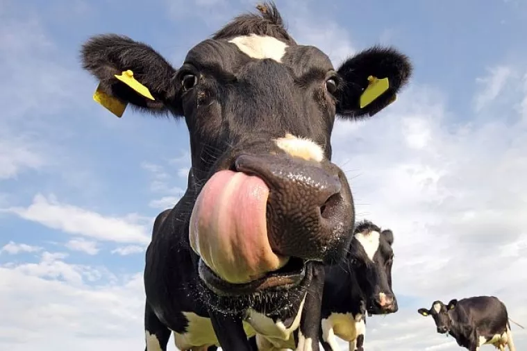 Nova pravila za poljoprivredne poticaje