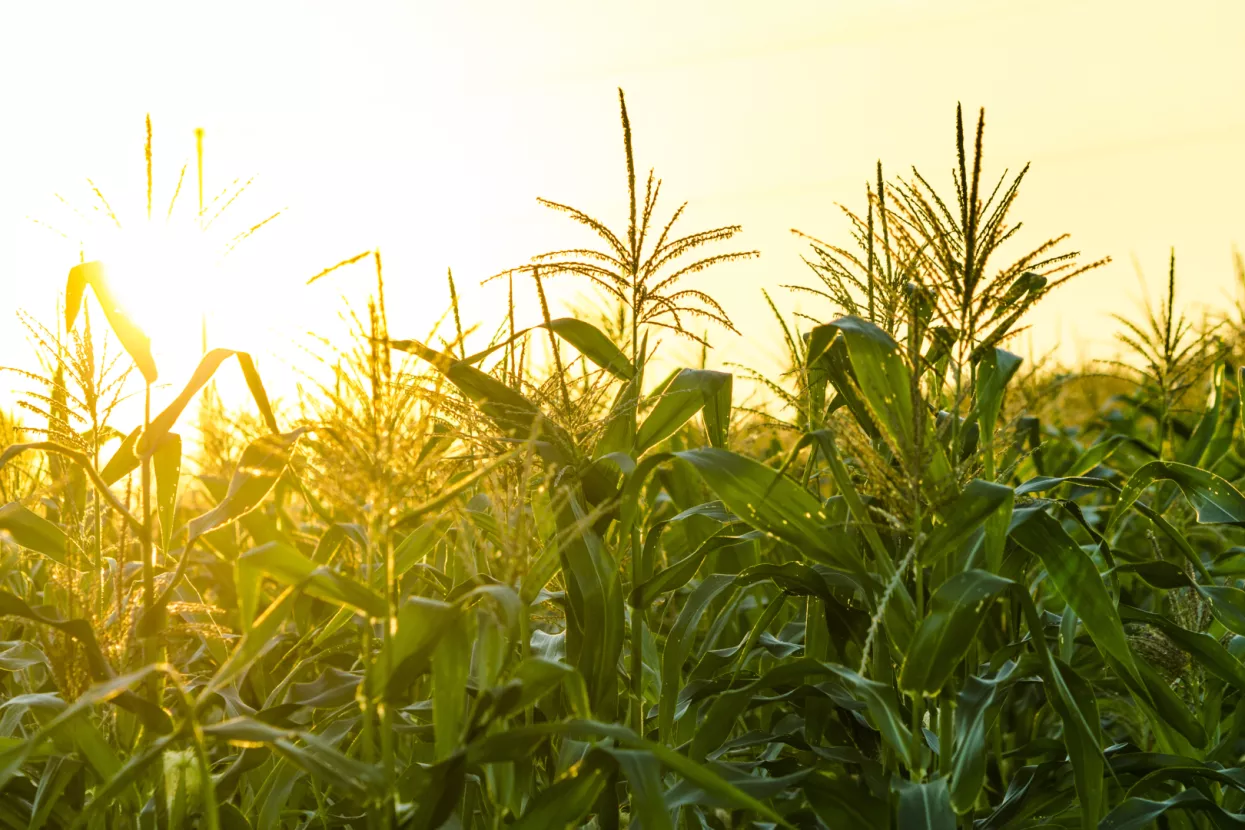 Kinezi mahnito kupuju kukuruz, a Hrvati ga sve vi&scaron;e sade. Vrijeme je za zaradu.