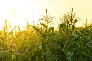 Kinezi mahnito kupuju kukuruz, a Hrvati ga sve više sade. Vrijeme je za zaradu.
