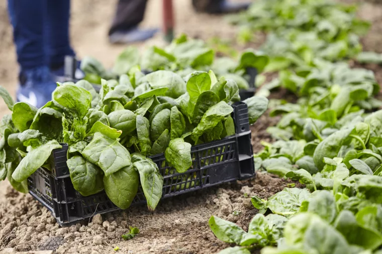 Lidl razvija prvi standard za očuvanje bioraznolikosti za konvencionalnu proizvodnju voća i povrća