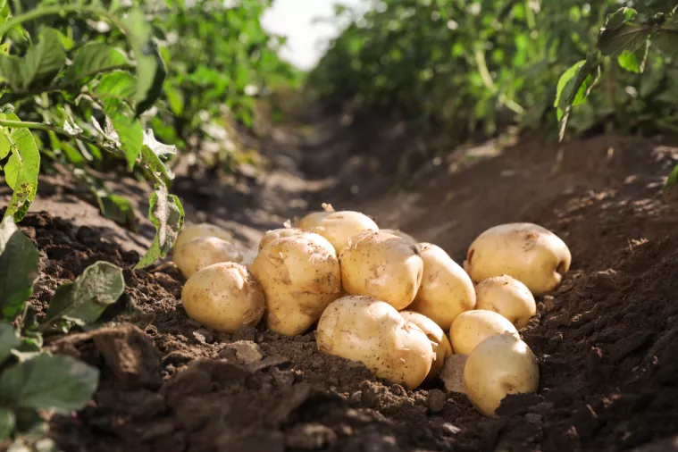 Spašavanje proizvodnje krumpira u Hrvatskoj, mijenjat će se i kupovne navike