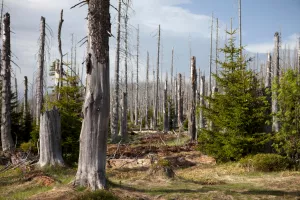 Višnja Starešina: Suđenje za ekocid u Haagu bila bi destrukcija suvremene Europe