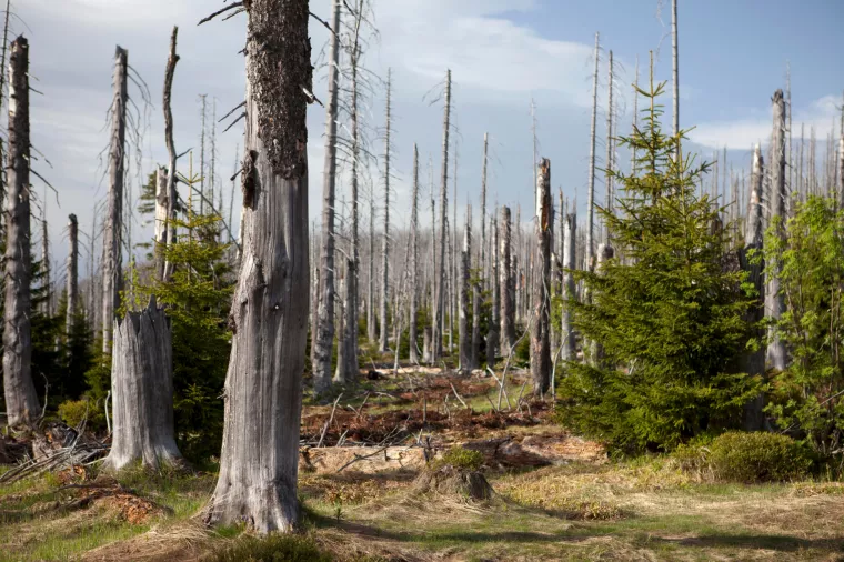 Višnja Starešina: Suđenje za ekocid u Haagu bila bi destrukcija suvremene Europe