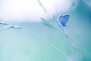 Ležiš, čuvaš leptire i ubireš poticaje iz Bruxellesa