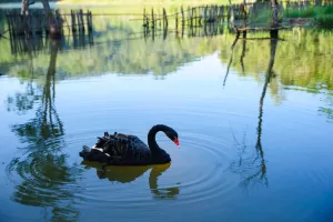 TAJNA SJEDNICA IZBORNOG STOŽERA: Za sve su krivi Milanović i crni labud